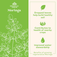Moringa capsules arranged to show size and color