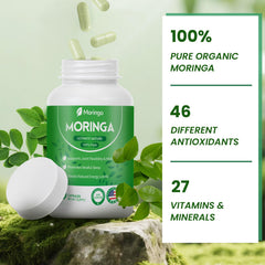 Close-up of moringa leaf powder used in capsules