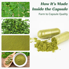 Icons representing vitamins, antioxidants, and amino acids from Moringa