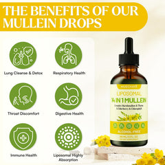 Mullein Drops supporting respiratory health and lung cleansing