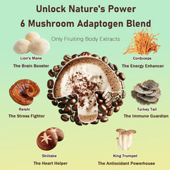 Illustration of the six adaptogenic mushrooms used