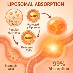 Cellular energy and NAD+ liposomal delivery concept
