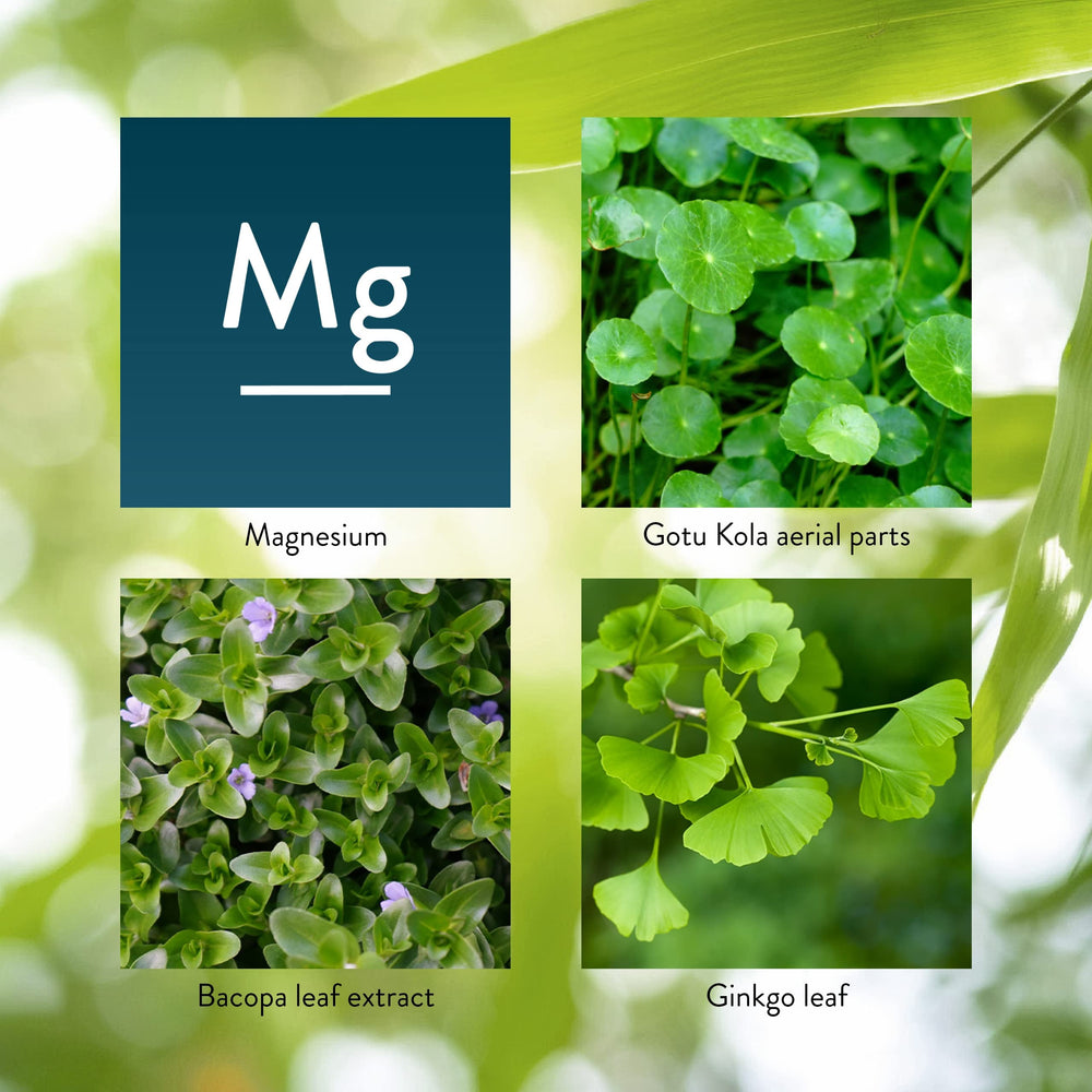 Bacopa leaf extract with Gotu Kola plant image