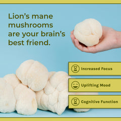 Serving scoop of Lion's Mane powder being added to a cup