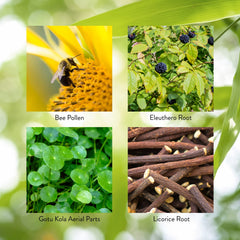 Herbal ingredients used in Energ-V including eleuthero and gotu kola