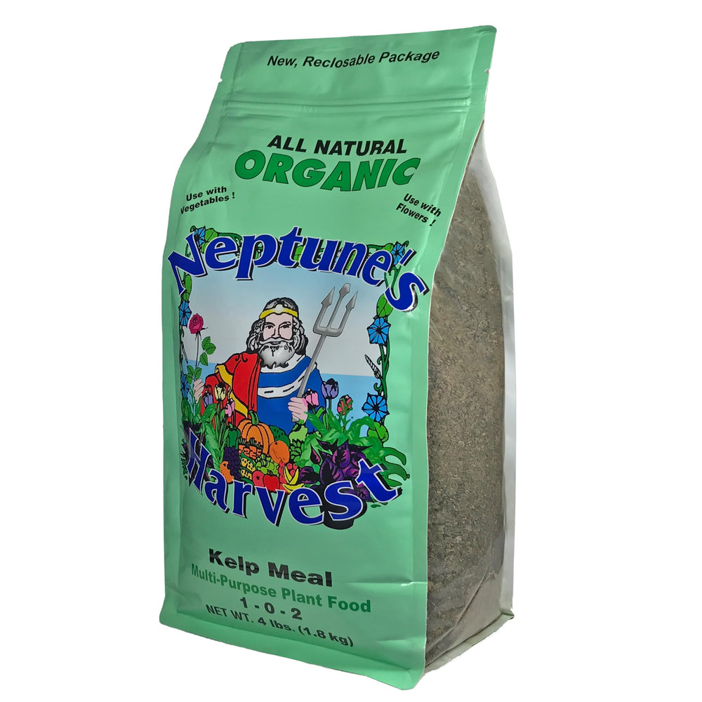 Neptune's Harvest Kelp Meal powder texture suitable for soil enrichment
