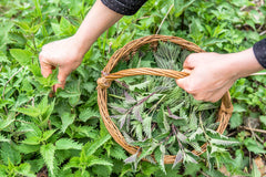 Kosovo wild harvest nettle field