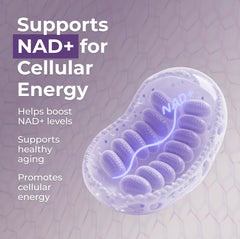 Brain health and memory focus concept with NMN capsules