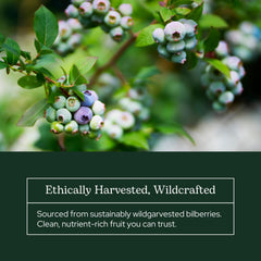 Non-GMO, gluten-free, vegan, dairy-free badge on bilberry powder