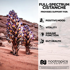 Nootropics Depot Cistanche packaging view communicates quality and standardized bioactives