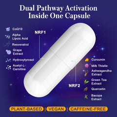 Concept image of mitochondrial health and cellular energy
