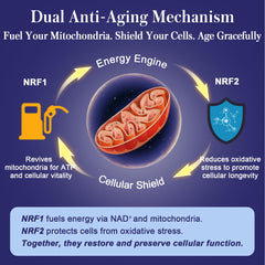 CoQ10 integrated into NRF1 NRF2 formula
