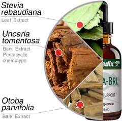Digestive health support graphic illustrating synergy