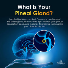 Pineal gland support and wellness concept