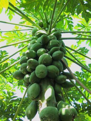 Nutrition panel of the Pineapple Bromelain supplement