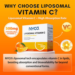 Graphic illustrating liposomal Vitamin C absorption