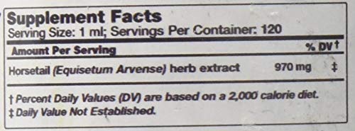 Organic Horsetail glycerite from dried Equisetum arvense