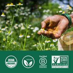 Organic India Memory farm field image signifying regenerative agriculture and sustainability