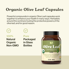 Illustration of organic olive leaves and extract used in capsules
