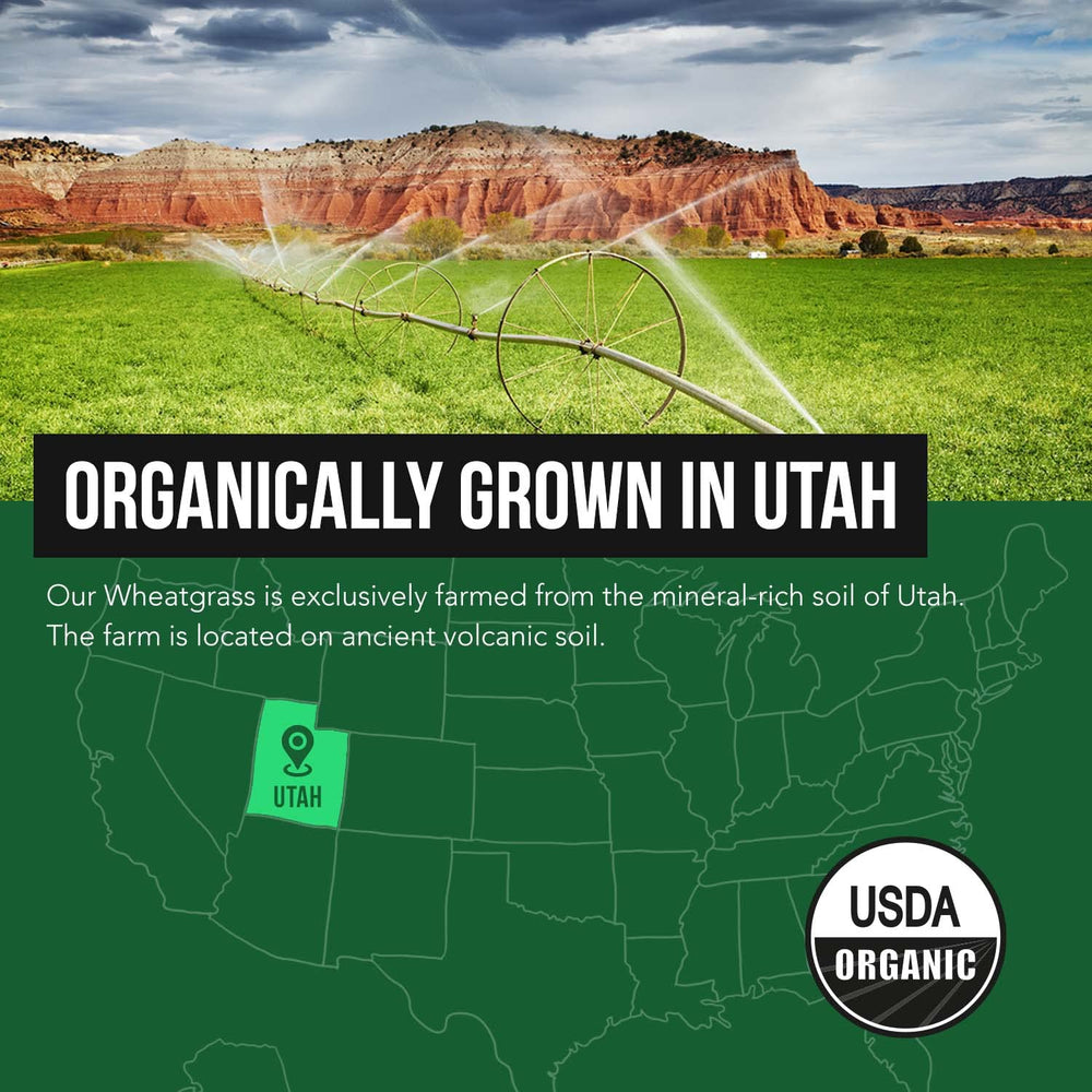 Organic lemon flavor being added to Wheatgrass juice powder