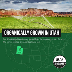 Organic lemon flavor being added to Wheatgrass juice powder