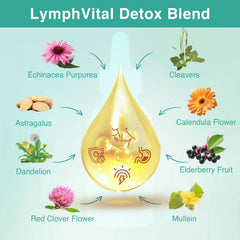 Lymph Vital Detox Blend ingredients: Echinacea, Astragalus, Dandelion, Red Clover, Calendula, Elderberry, Mullein