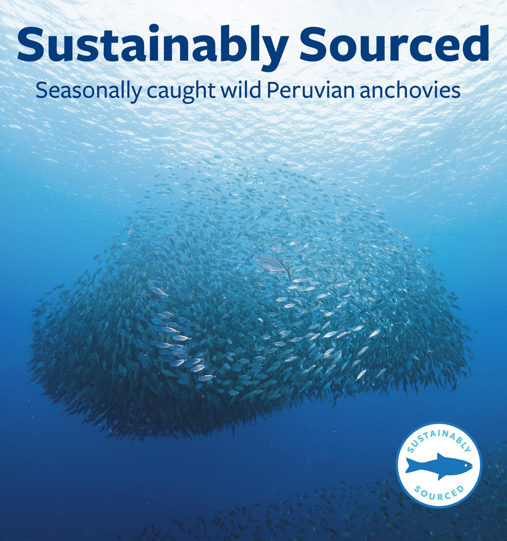 peruvian anchovy oil sourced sustainably