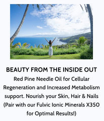 Steam distilled Red Pine Needle Oil from Pinus densiflora