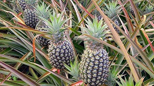 Ingredients label showing bromelain and papain