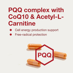 CoQ10 and L-Carnitine illustrated for mitochondrial support