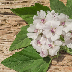 Flat lay of marshmallow root extract powder with natural ingredients