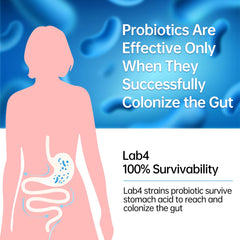 Diagram showing probiotics supporting digestive system