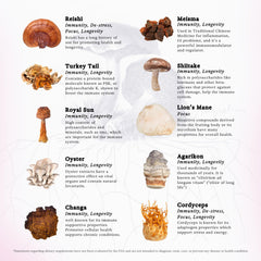 Mushroom varieties featured in Rainbo tincture (Lion's Mane, Turkey Tail, Reishi, etc.)