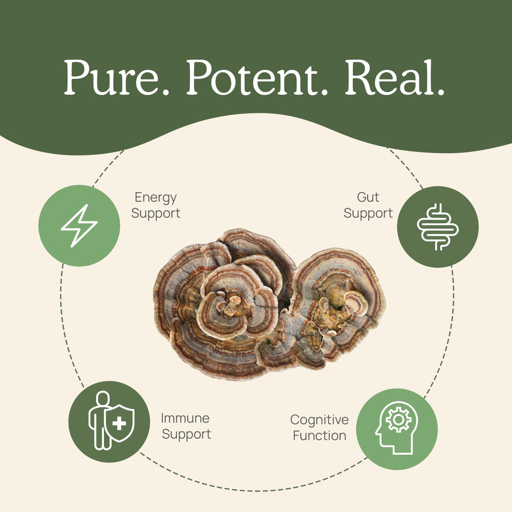 Scooping turkey tail powder into a cup of coffee