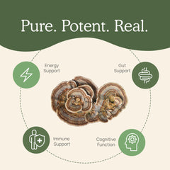 Scooping turkey tail powder into a cup of coffee
