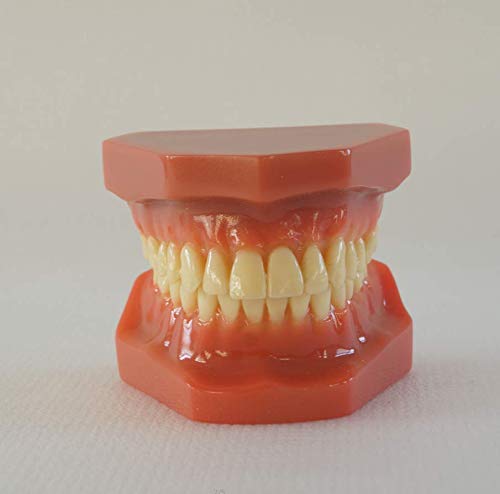 Close-up of red orthodontic typodont with non-removable teeth
