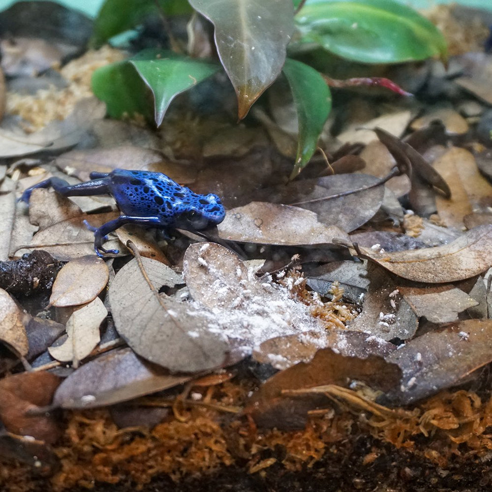 Close-up of oyster shell calcium carbonate used in Rep-Cal SRP00200