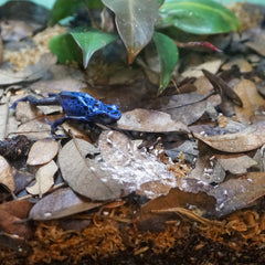 Close-up of oyster shell calcium carbonate used in Rep-Cal SRP00200