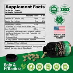 Illustration of lung health and immune support