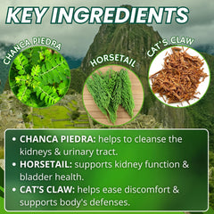 Horsetail (Cola de Caballo) herb for urinary balance