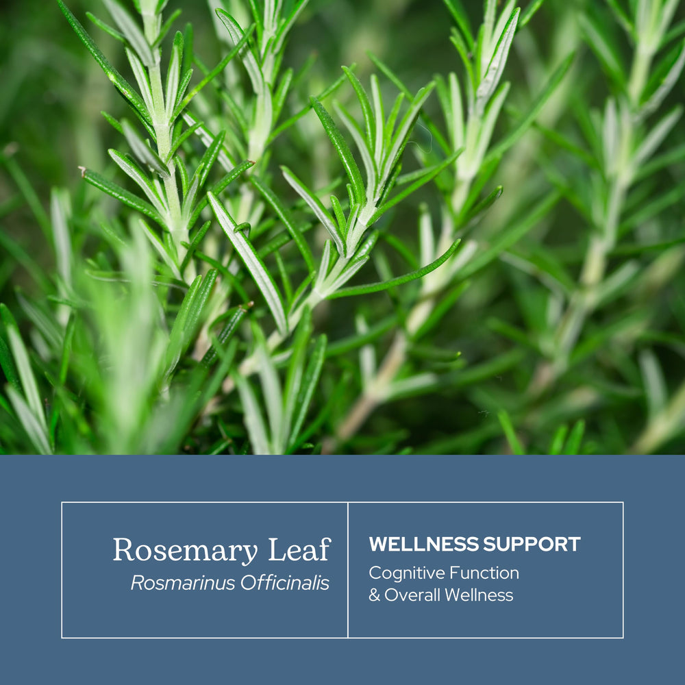 Close-up of freeze-dried rosemary leaves
