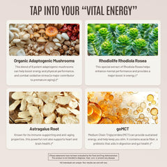 Astragalus root supplement image