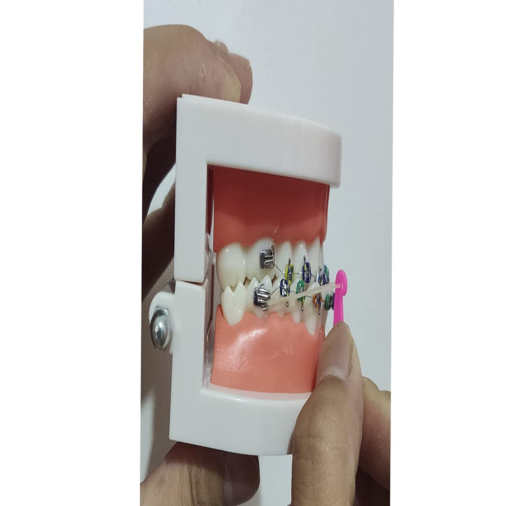 Premium non-toxic material of dental elastic placers