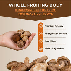 Sacred 7 organic fruiting bodies mushroom powder