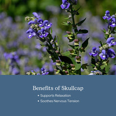 Close-up of Skullcap leaves and flowers