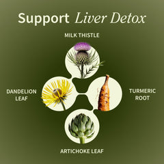 Illustration of liver and digestive system with liver health benefits