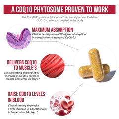 Clinical claim: doubles CoQ10 in 2 weeks