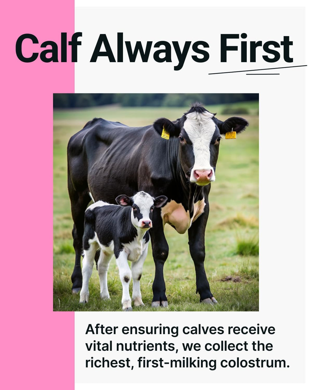Calf First, Quality Next motto graphic