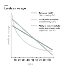 Illustration of cellular health and aging support