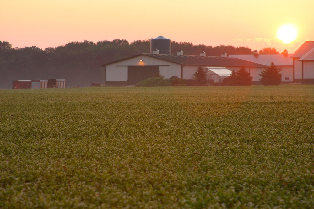 Standard Process logo